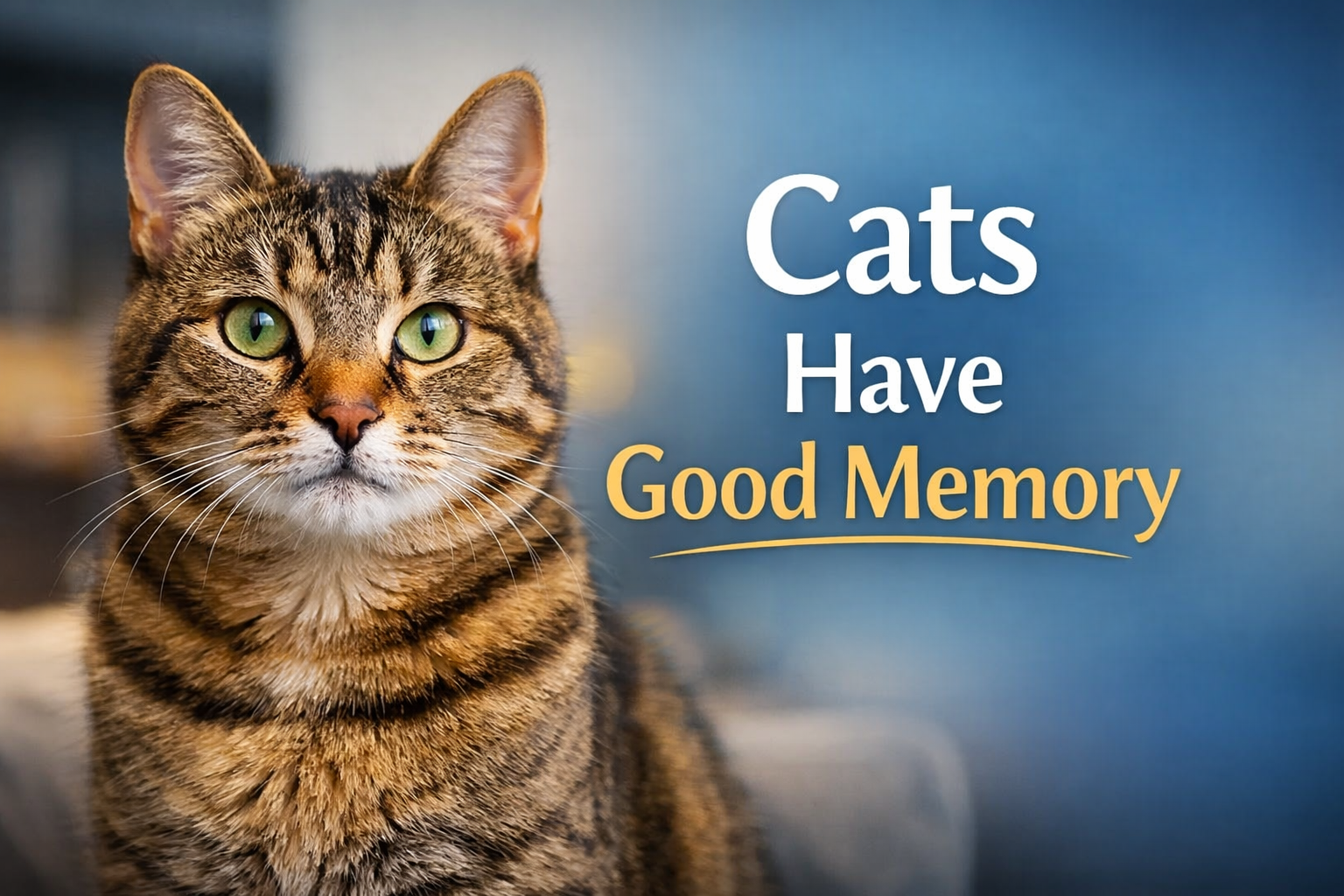 do cats have good memory