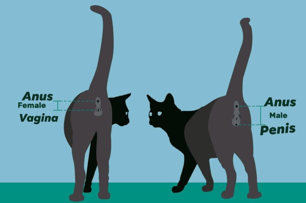 Cat Male or Female How to Tell