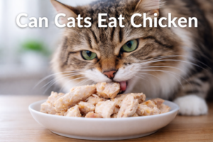 Can Cats Eat Chicken