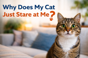 Why Does My Cat Just Stare at Me