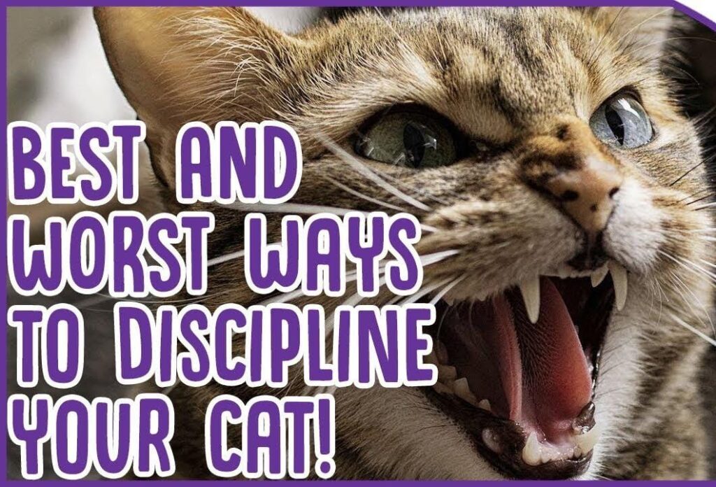 how do you discipline a cat