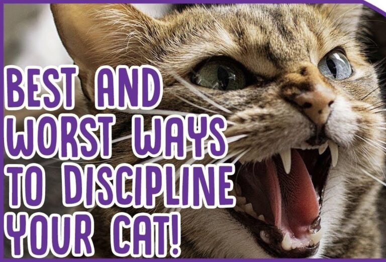 how do you discipline a cat
