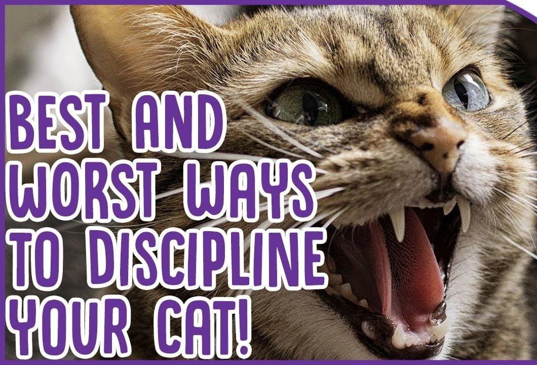 how do you discipline a cat