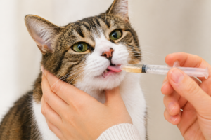 Best Way to Give Liquid Medicine to Cats