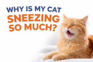 why is my cat sneezing so much