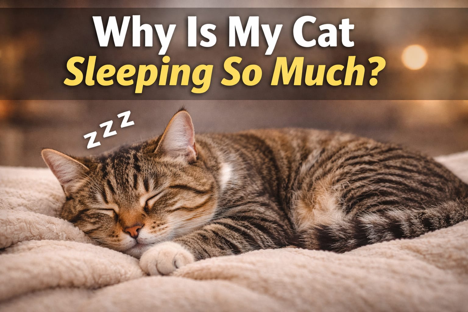 Why Is My Cat Sleeping So Much?