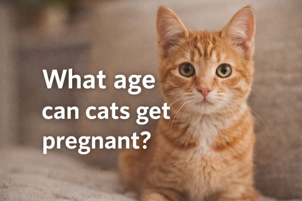 What Age Can Cats Get Pregnant? Cat Owner Guide