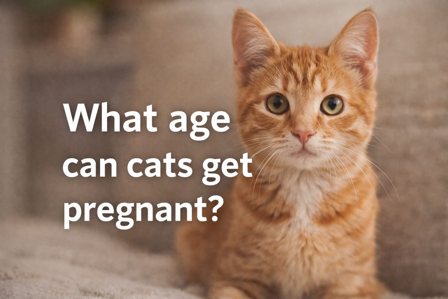 What Age Can Cats Get Pregnant? Cat Owner Guide