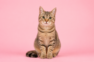 Can House Cats Get Lice?